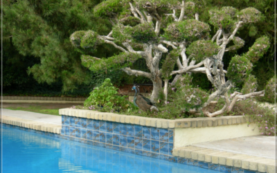 Porcelain Tiles Care For Pools